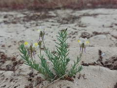 Linaria polygalifolia polygalifolia