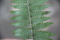 Athyrium sinense