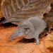 Pygmy White-toothed Shrew - Photo (c) Roberto Sindaco, some rights reserved (CC BY-NC-SA)