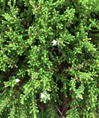 Calluna vulgaris