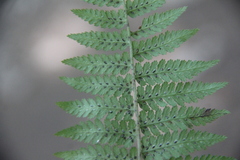 Athyrium sinense