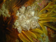 Eunephthya thyrsoidea