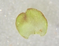 Marsupella emarginata