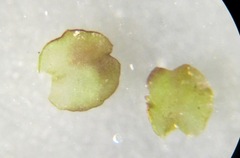 Marsupella emarginata