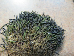 Marsupella emarginata