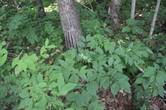 Caulophyllum robustum