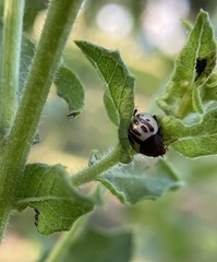 Zygogramma heterothecae