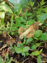 Phallus haitangensis