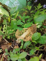 Phallus haitangensis