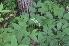 Caulophyllum robustum