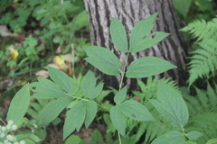 Caulophyllum robustum