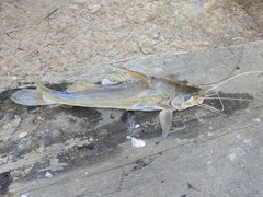 Pimelodus