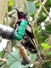 Chalcomitra amethystina amethystina