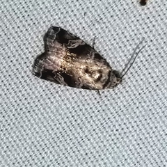 Homophoberia apicosa