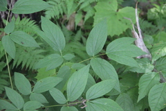 Caulophyllum robustum