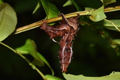 Citheronia phoronea
