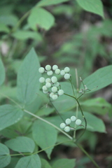 Caulophyllum robustum