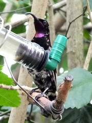 Chalcomitra amethystina amethystina