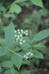 Caulophyllum robustum