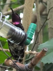 Chalcomitra amethystina amethystina