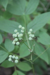 Caulophyllum robustum