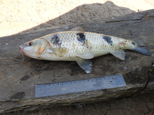 Threestripe leporinus (Leporinus trifasciatus) — Anostomidae — 4