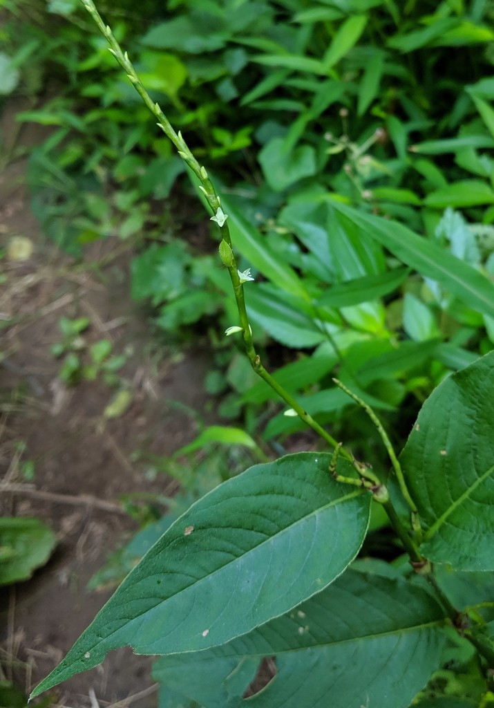 American Jumpseed From Warren Shenandoah National Park Shenandoah Virginia United States On