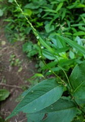 Eupatorium sessilifolium