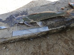 Calophysus macropterus