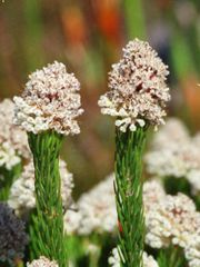 Sorocephalus claviger