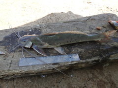 Calophysus macropterus