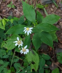 Doellingeria infirma