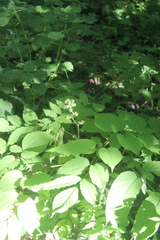 Aralia continentalis