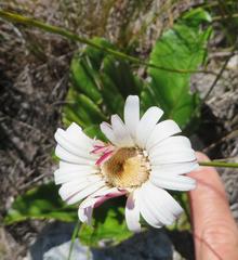 Gerbera tomentosa