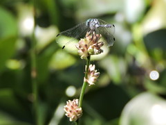 Micrathyria ocellata