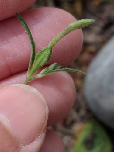 Image of Oenothera kunthiana by (c) Alison Northup, some rights reserved (CC BY)