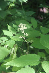 Aralia continentalis