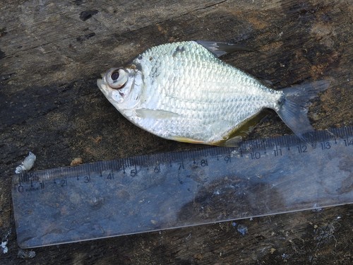 Silver tetra (Tetragonopterus argenteus) — Characidae — 4