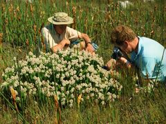 Sorocephalus claviger