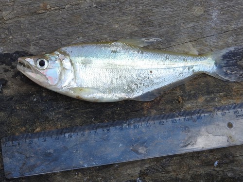 Silver sabretooth tetra (Cynopotamus argenteus) — Characidae