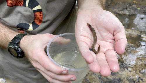 Southern brook lamprey (Ichthyomyzon gagei) — Petromyzontidae — 2