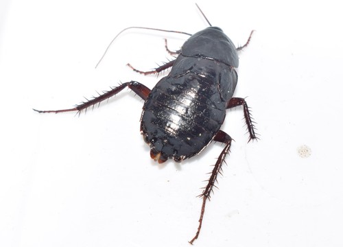Oriental Cockroach