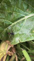 Cylindromyia bicolor