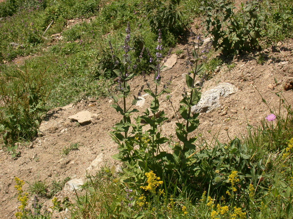 Nepeta latifolia