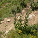 Nepeta latifolia - Photo (c) François-Xavier Taxil, some rights reserved (CC BY-NC), uploaded by François-Xavier Taxil