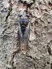 Neotibicen lyricen