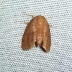 Heterogenea shurtleffi