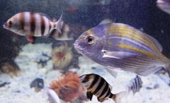 Rhabdosargus holubi