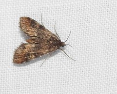 Elophila occidentalis