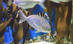 Rhabdosargus holubi